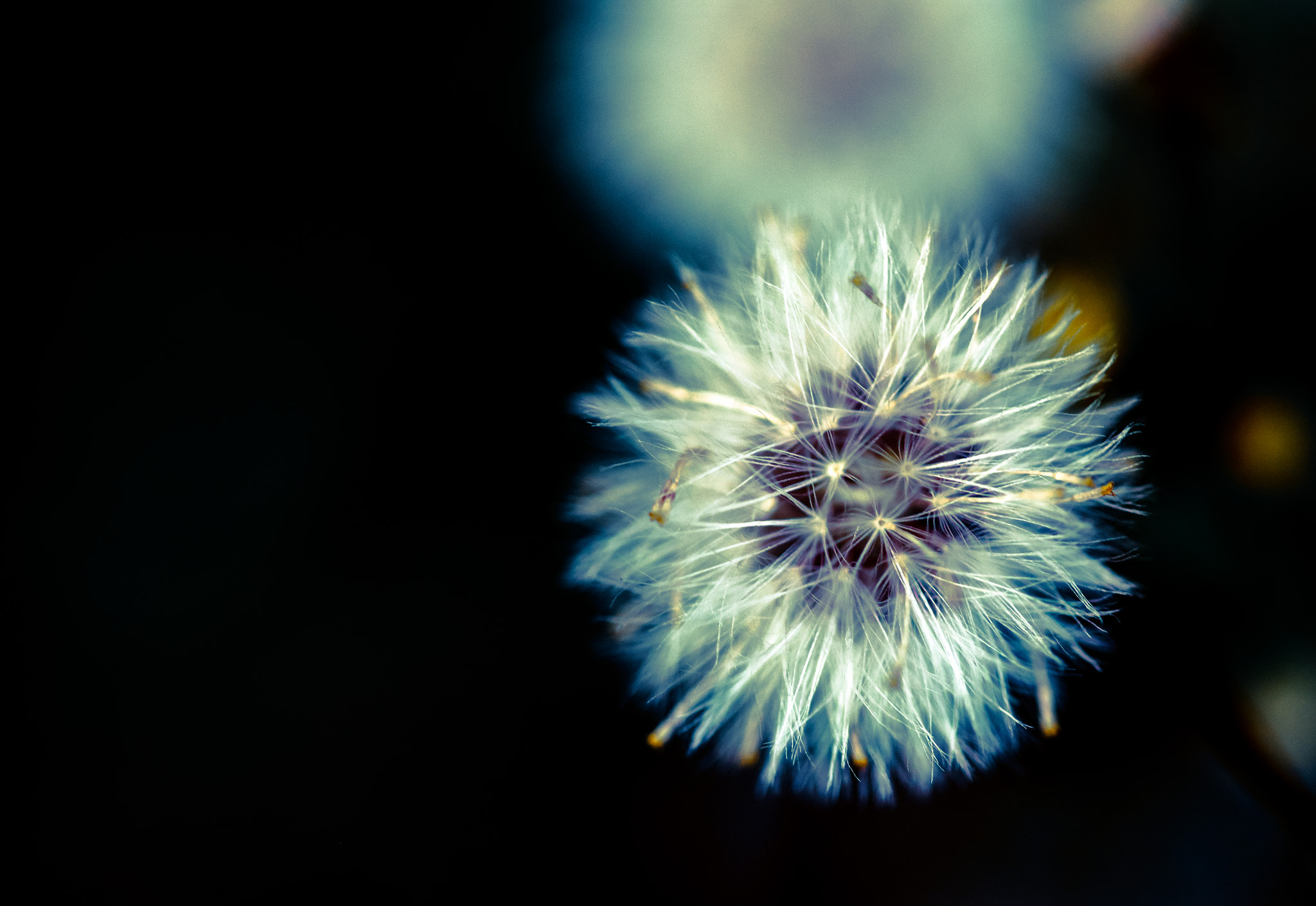 Sigma 105mm F2.8 EX DG OS HSM sample photo. Little dandelion... photography