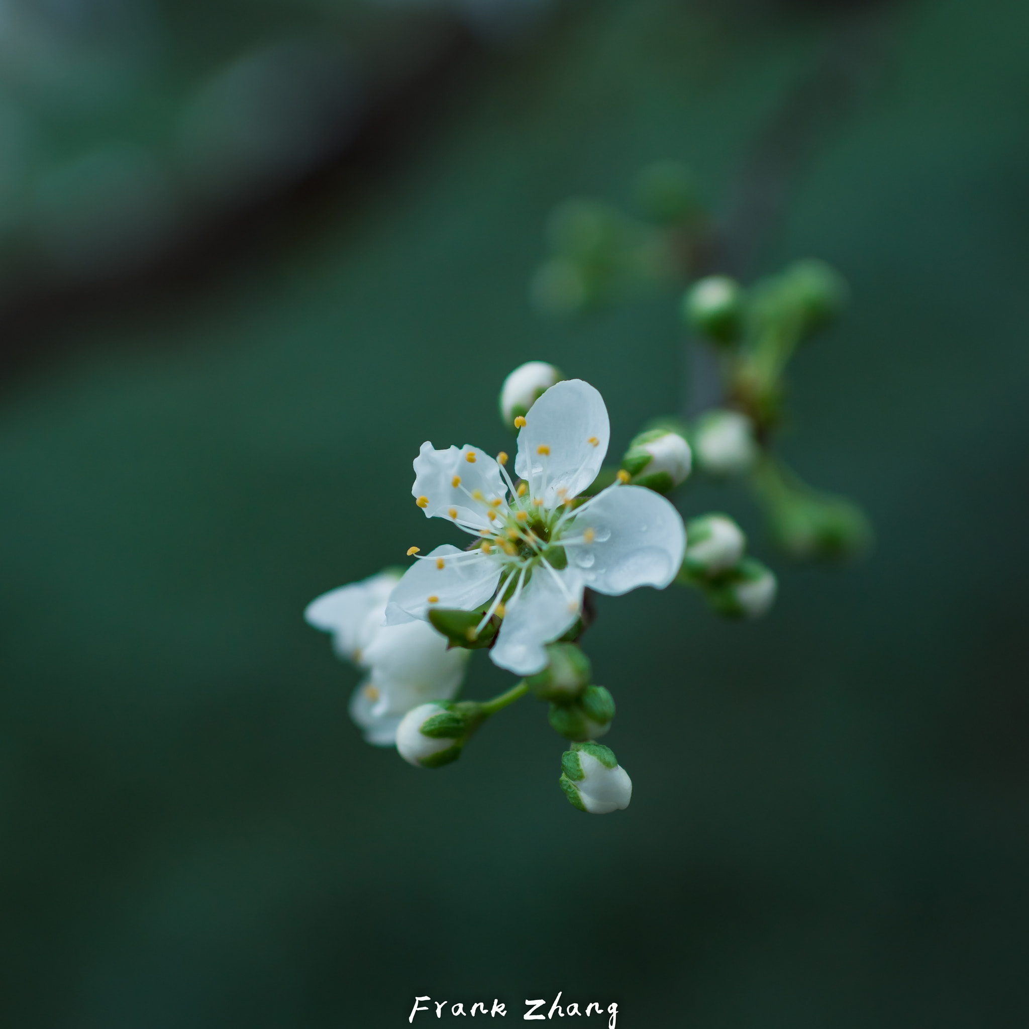 Nikon D7200 + Nikon AF-S Nikkor 35mm F1.8G ED sample photo. After rain uestc photography