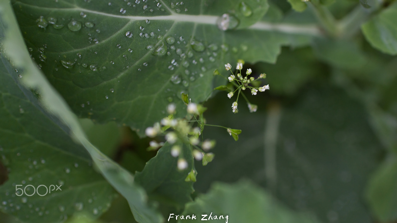 Nikon D7200 sample photo. After rain uestc photography