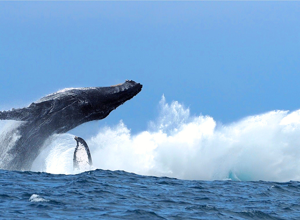 Olympus OM-D E-M5 II + OLYMPUS M.300mm F4.0 sample photo. Action on the high seas! photography