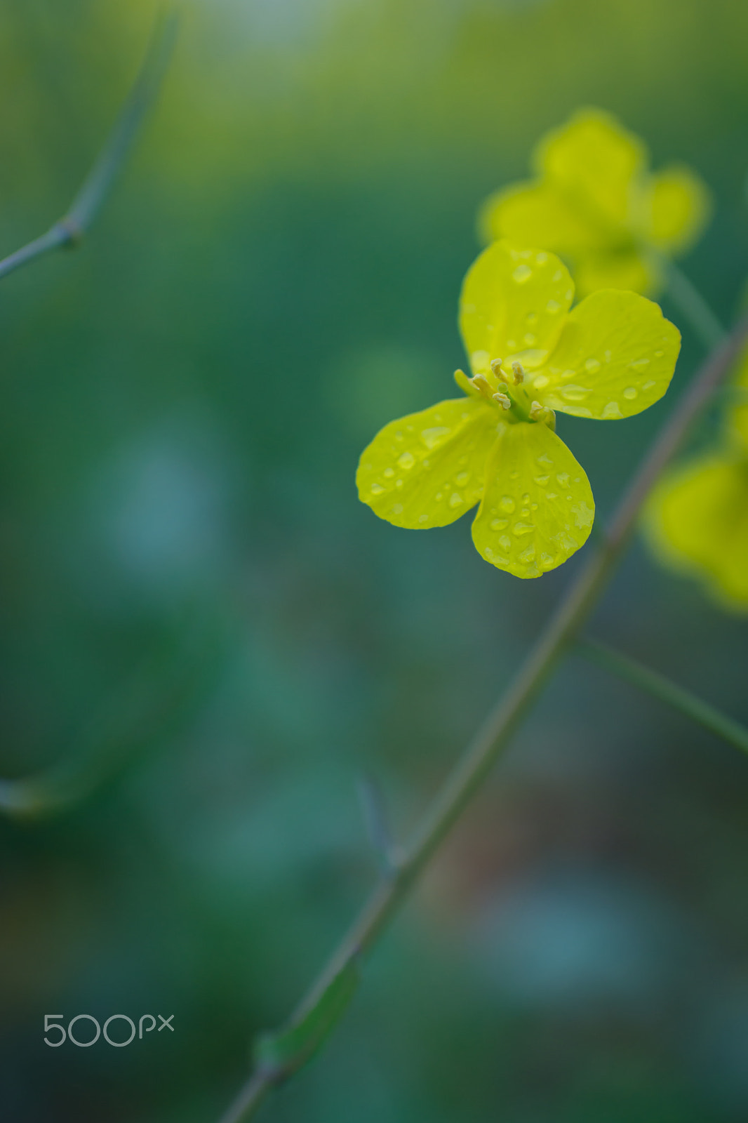 Nikon D7200 + Nikon AF-S Nikkor 35mm F1.8G ED sample photo. Flower after rain photography