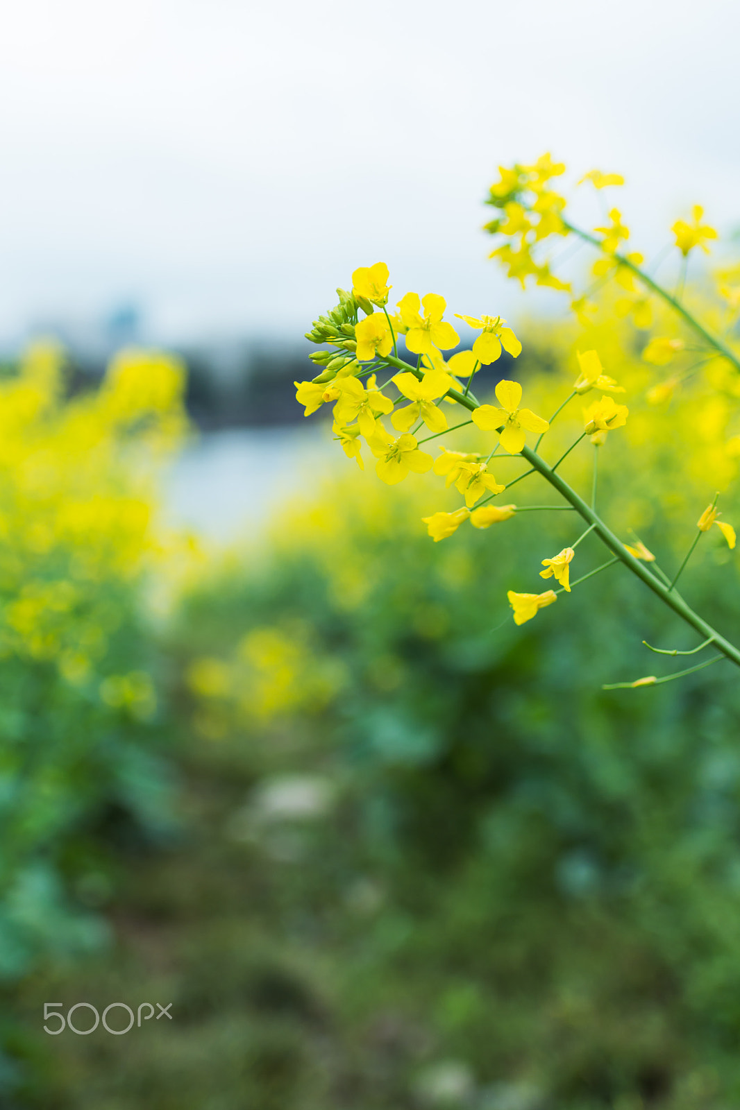 Nikon D7200 + Nikon AF-S Nikkor 35mm F1.8G ED sample photo. After rain uestc photography