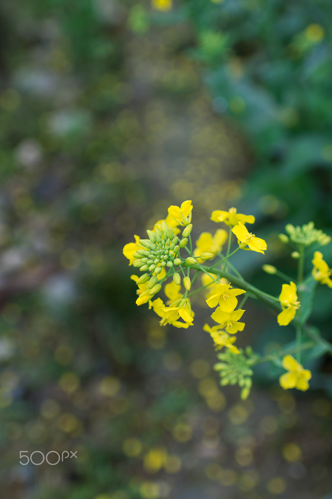 Nikon D7200 sample photo. Flowers after rain photography