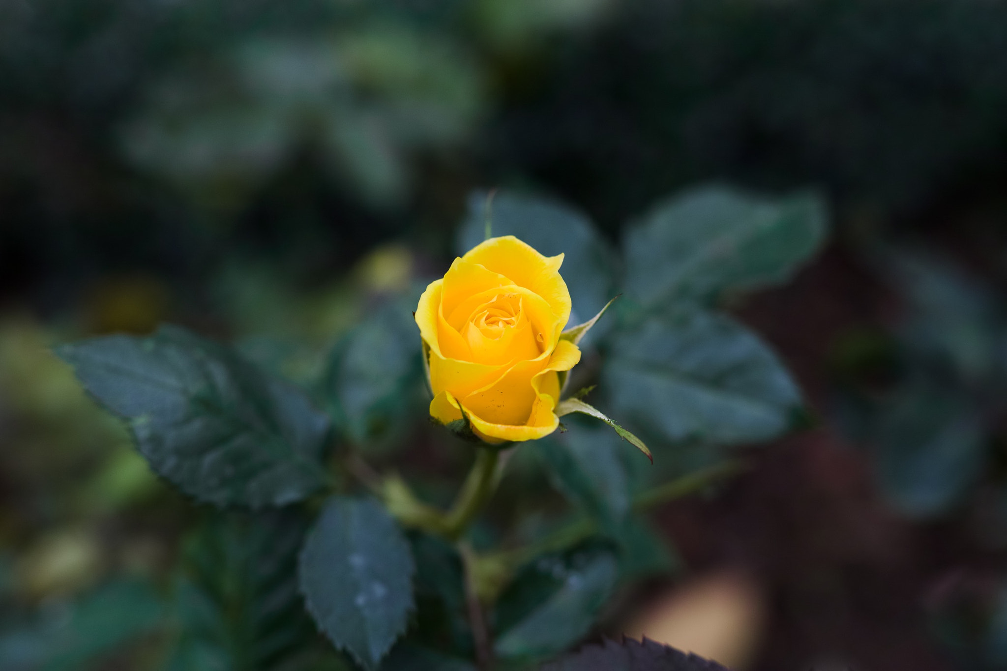 Canon 50mm F1.4 DG HSM | Art 014 sample photo