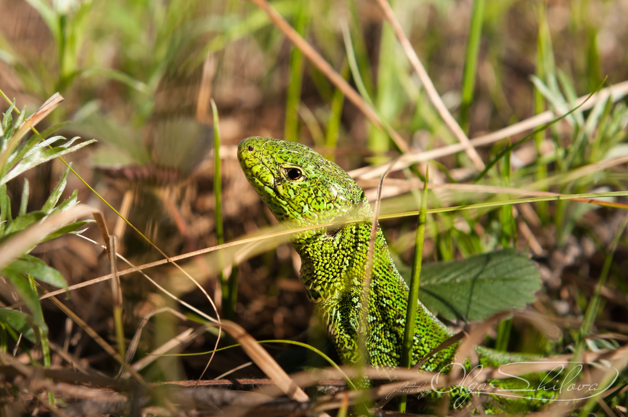 Nikon AF-S Nikkor 24-70mm F2.8G ED sample photo. Хозяйка гор... photography