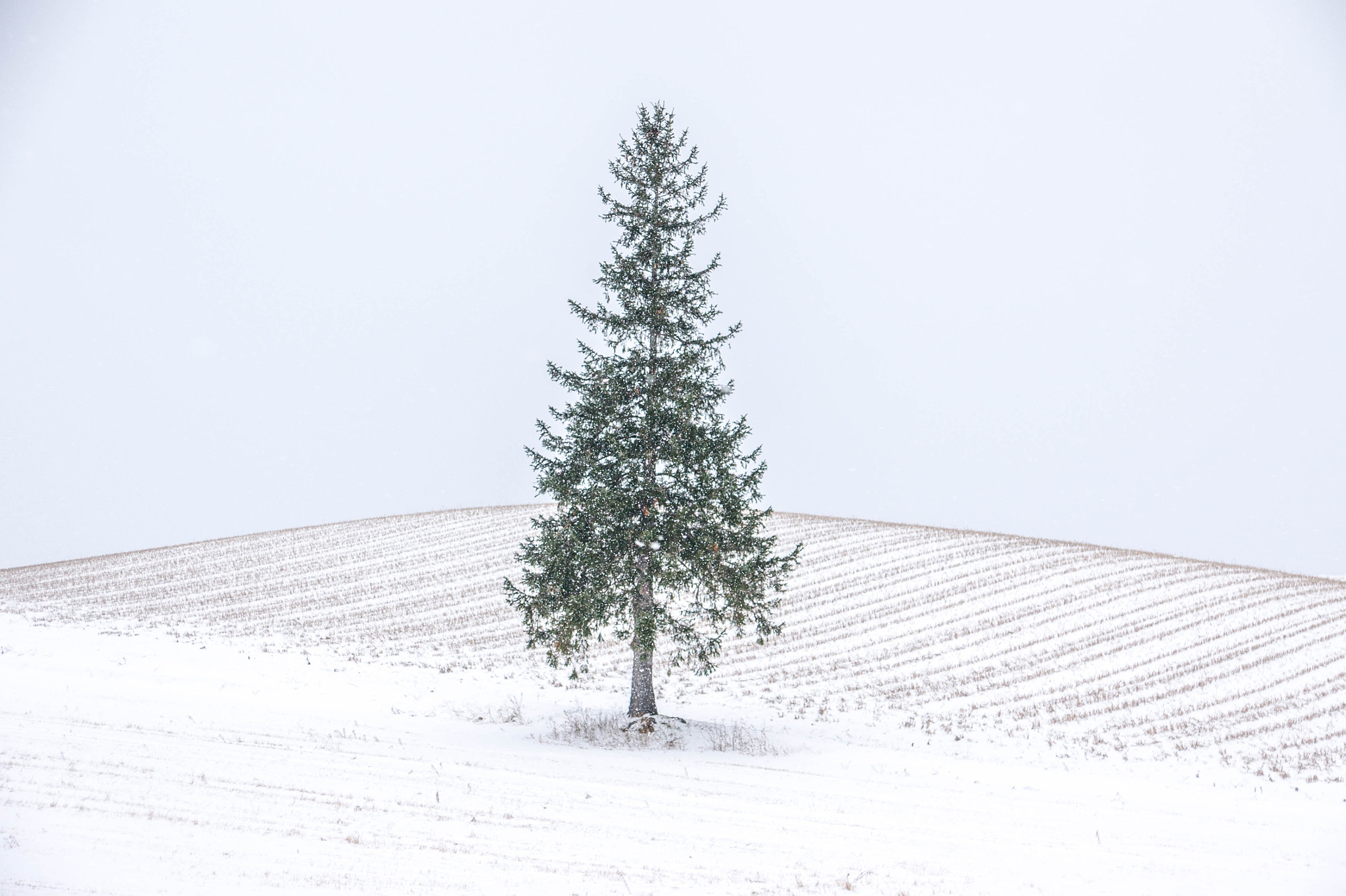 Sony Alpha DSLR-A550 sample photo. Sapporo & asahikawa, japan photography