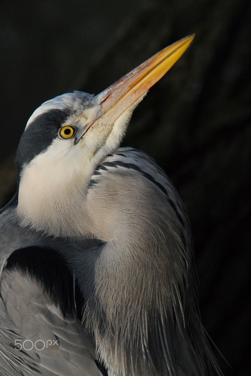 Nikon D200 sample photo. Heron photography