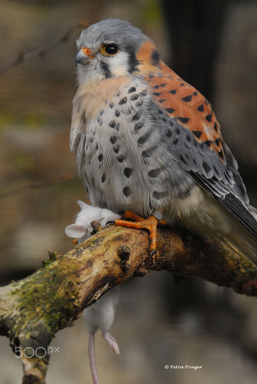 Nikon D200 sample photo. Buntfalke photography