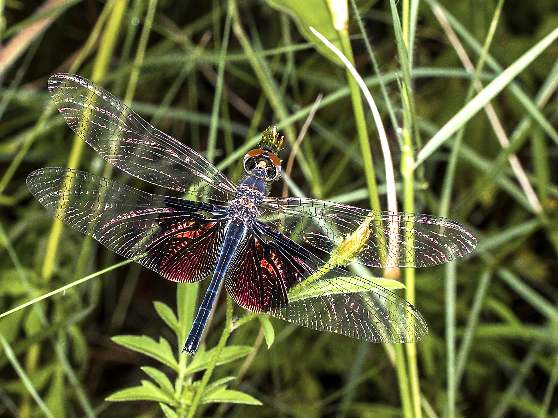 Nikon AF-S DX Micro Nikkor 40mm F2.8 sample photo. Dragonfly photography