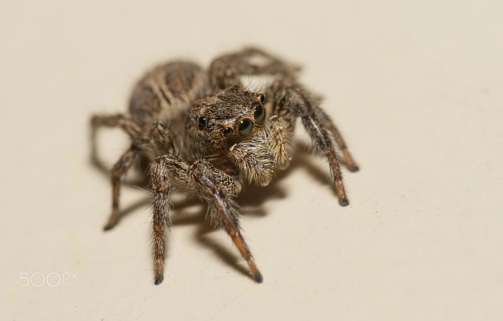 Nikon D500 sample photo. Jumping spider photography