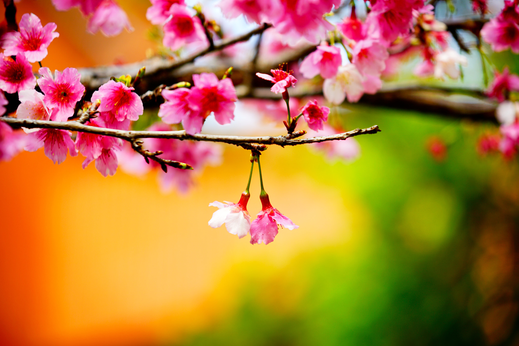 Sony FE 24-240mm F3.5-6.3 OSS sample photo. Cherry blossom photography