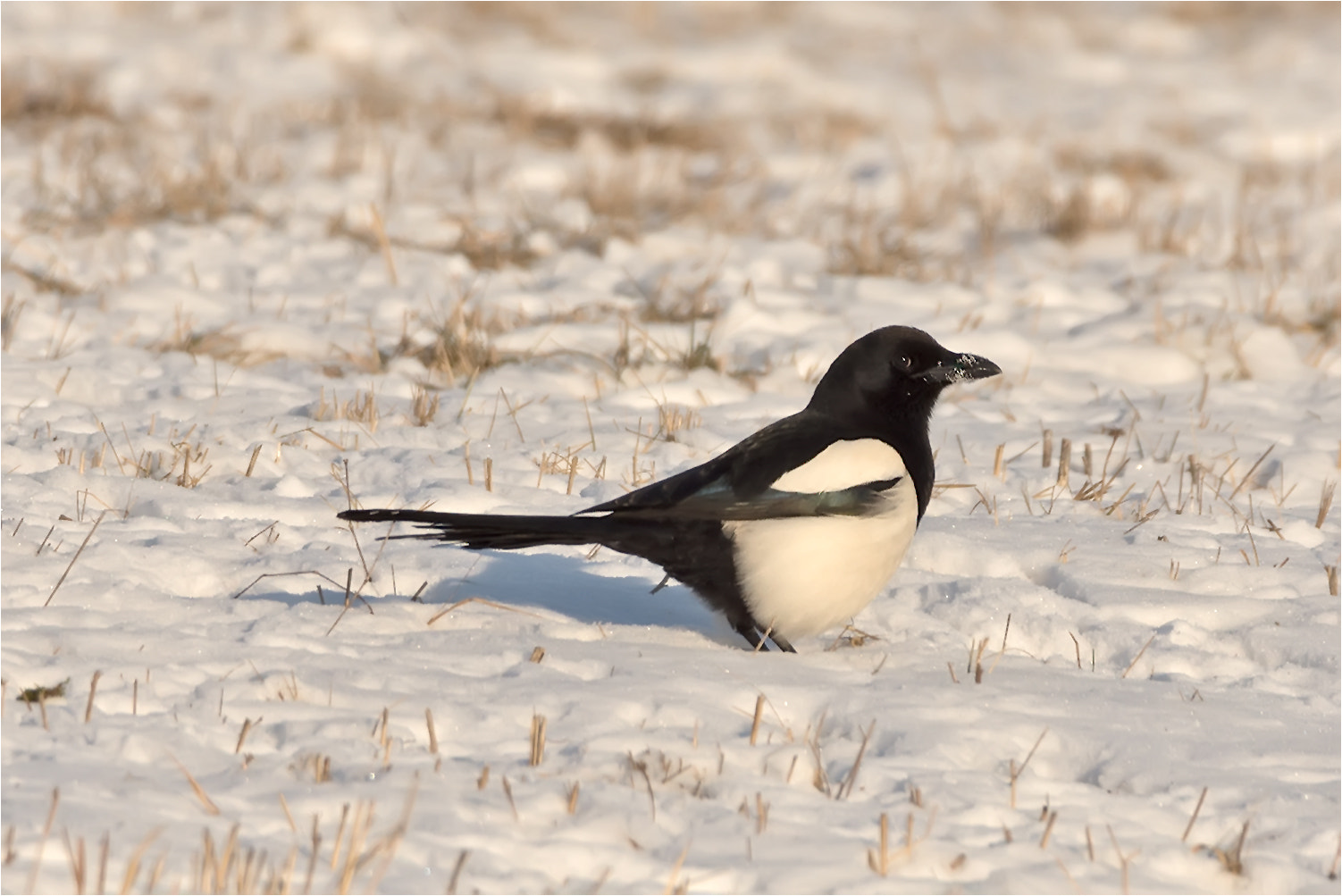 Nikon D7200 + Sigma 50mm F2.8 EX DG Macro sample photo. Eurasian magpie / elster photography