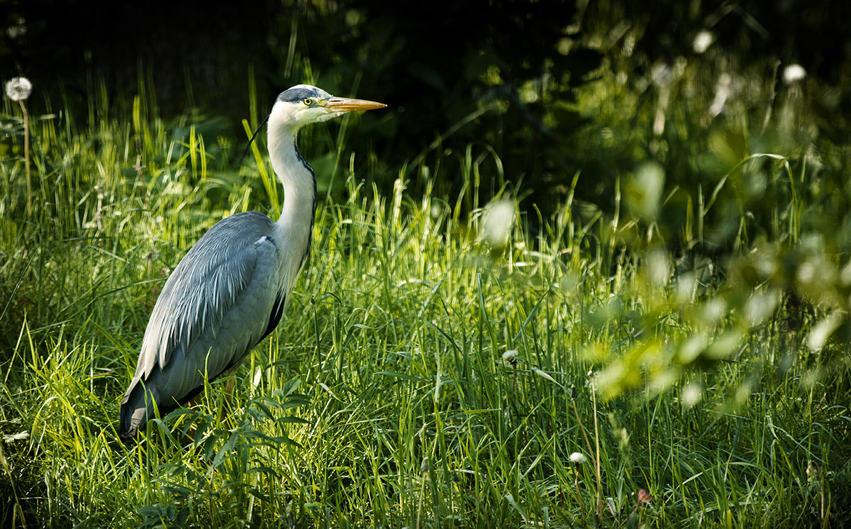 Nikon AF-S Nikkor 300mm F2.8G ED-IF VR sample photo. Heron photography