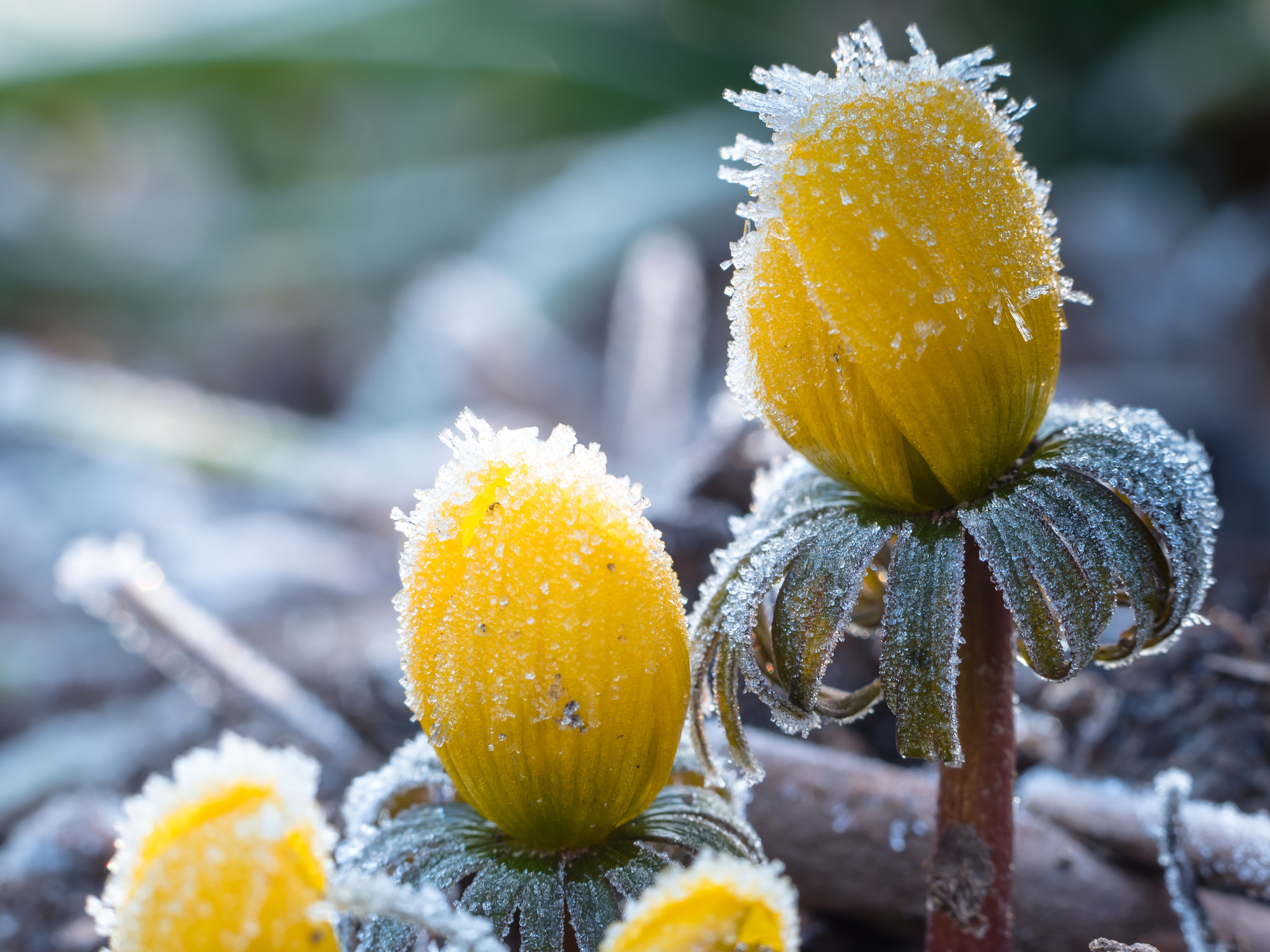 Olympus M.Zuiko Digital ED 60mm F2.8 Macro sample photo. Frosty winter aconites i photography