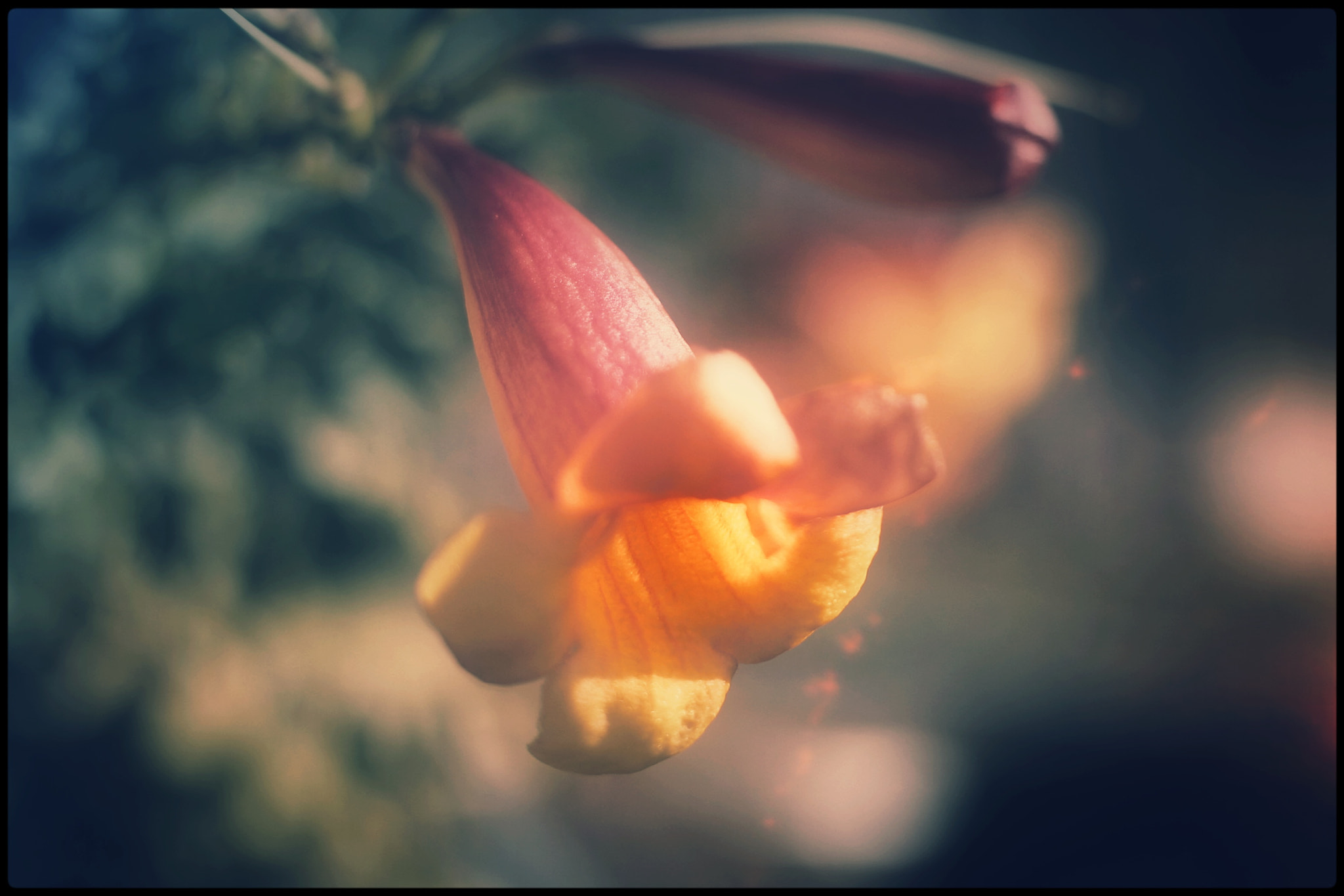 Canon EF-S 24mm F2.8 STM sample photo. Bloom bell photography