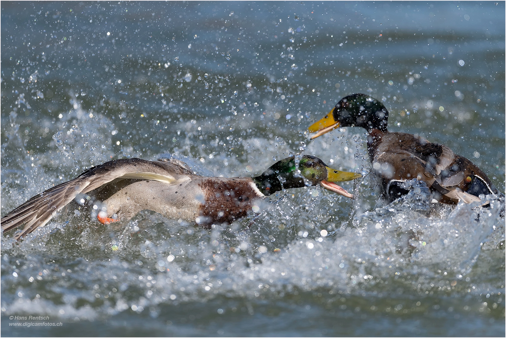 Nikon AF-S Nikkor 600mm F4E FL ED VR sample photo. Immer geht es um die frauen .-) photography