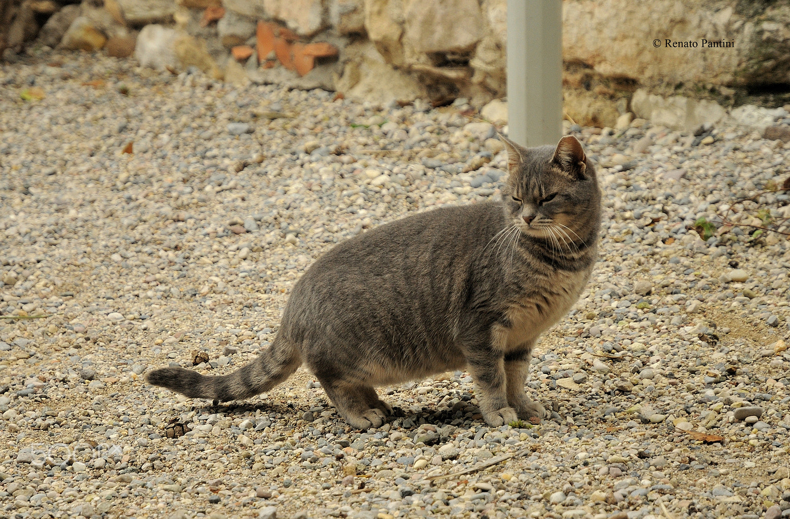 Nikon D300S + Nikon AF-S DX Nikkor 16-85mm F3.5-5.6G ED VR sample photo. Cat from sirmione... photography