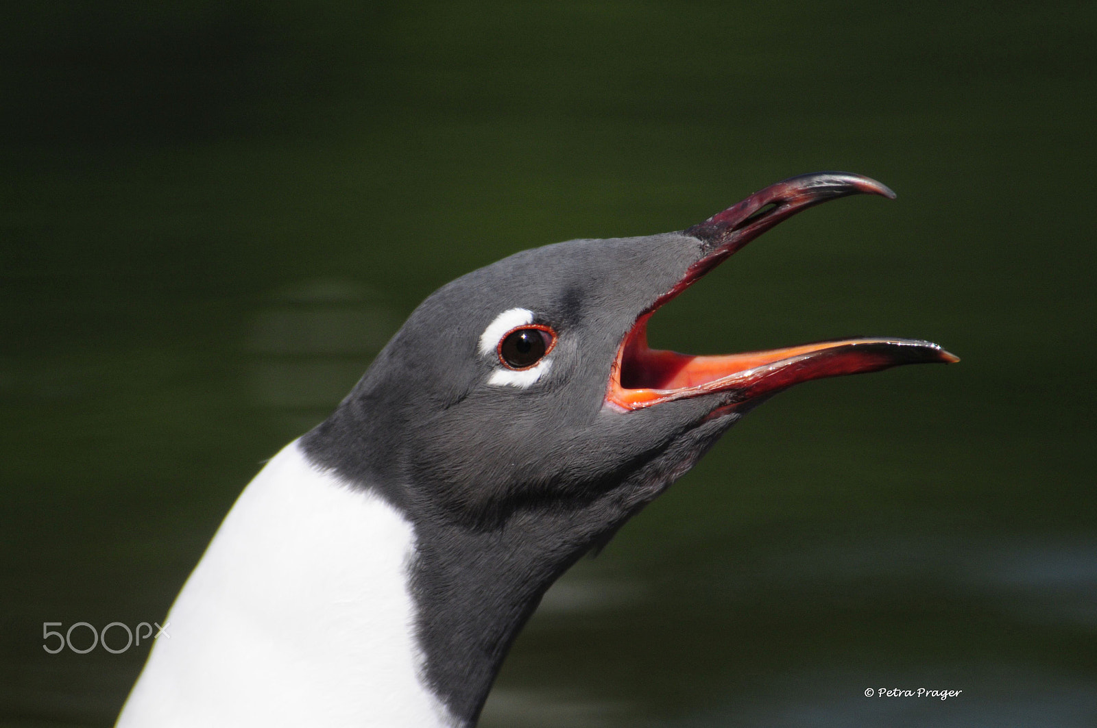 Nikon D300 sample photo. Screaming photography