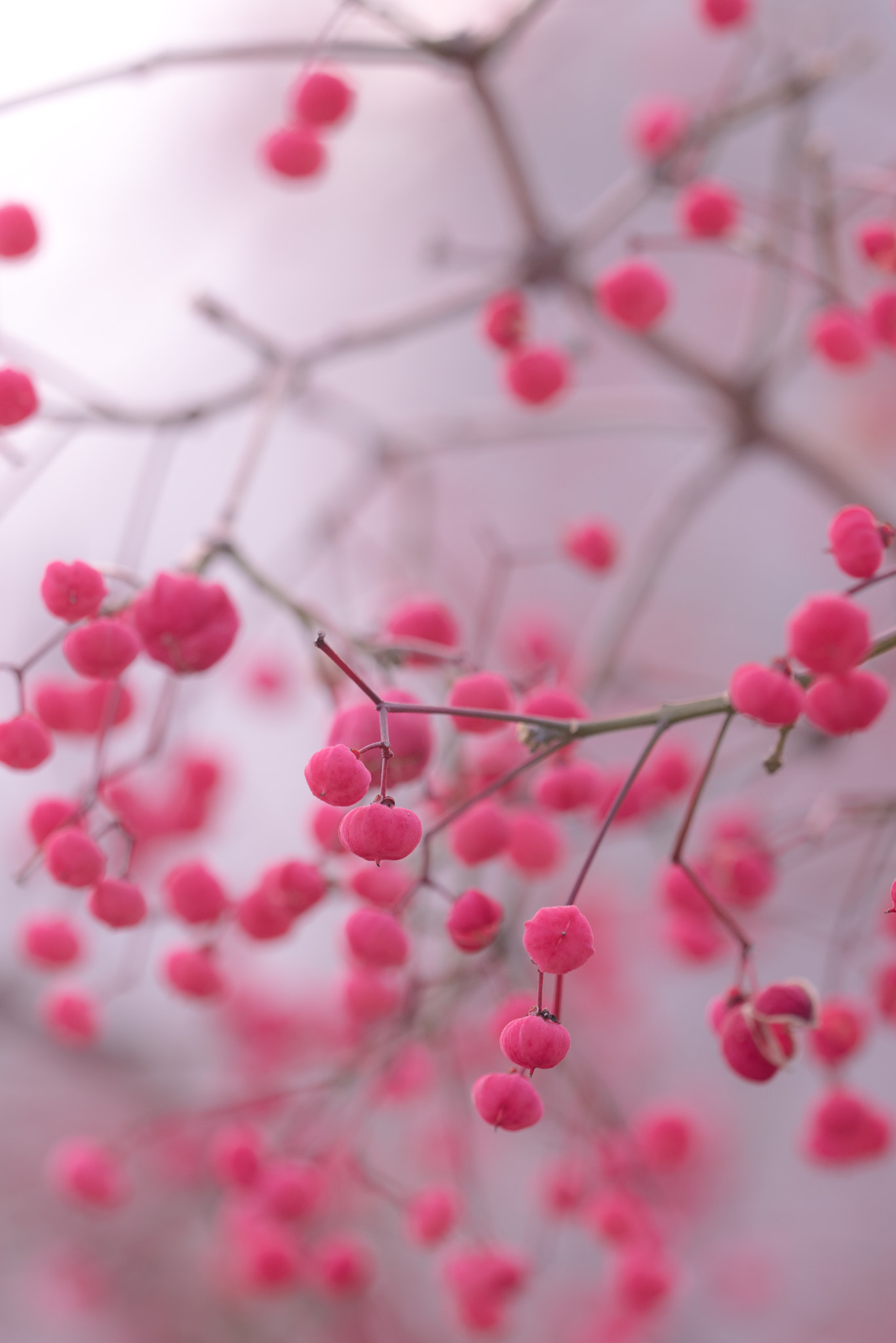 Nikon D750 + Sigma 150mm F2.8 EX DG OS Macro HSM sample photo. Something fruits photography