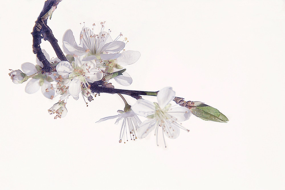 Sony DT 18-200mm F3.5-6.3 sample photo