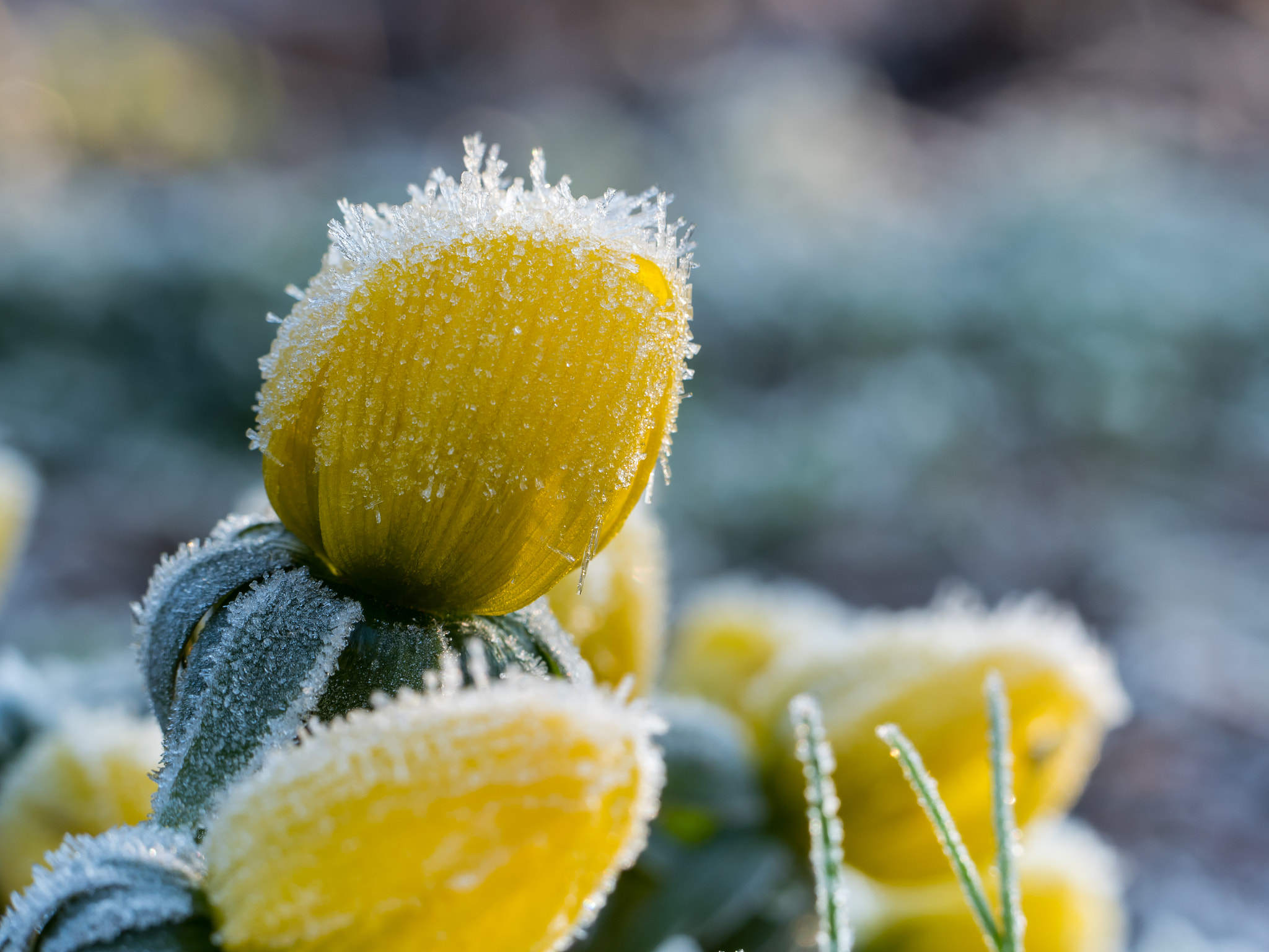 Olympus M.Zuiko Digital ED 60mm F2.8 Macro sample photo. Frosty winter aconites ii photography