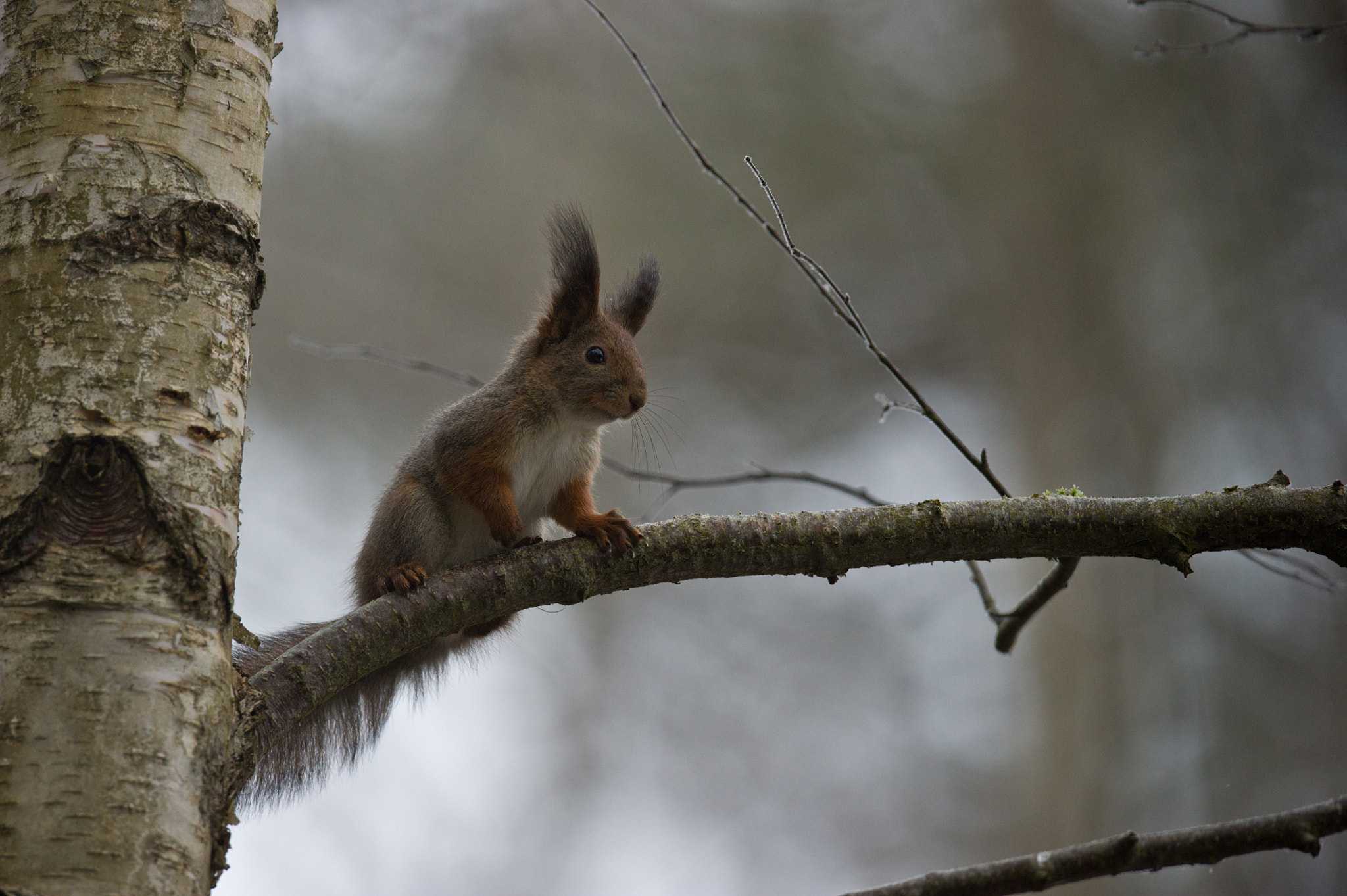 Nikon AF-S Nikkor 400mm F2.8G ED VR II sample photo. Little squirrel :) photography