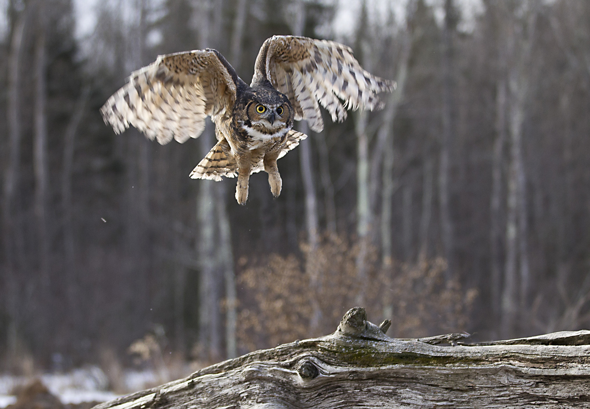 Canon EOS-1D Mark IV sample photo. Short eared owl photography