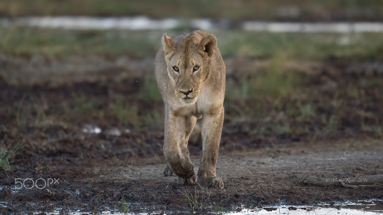 Nikon D4S + Nikon AF-S Nikkor 500mm F4E FL ED VR sample photo. "looks" photography