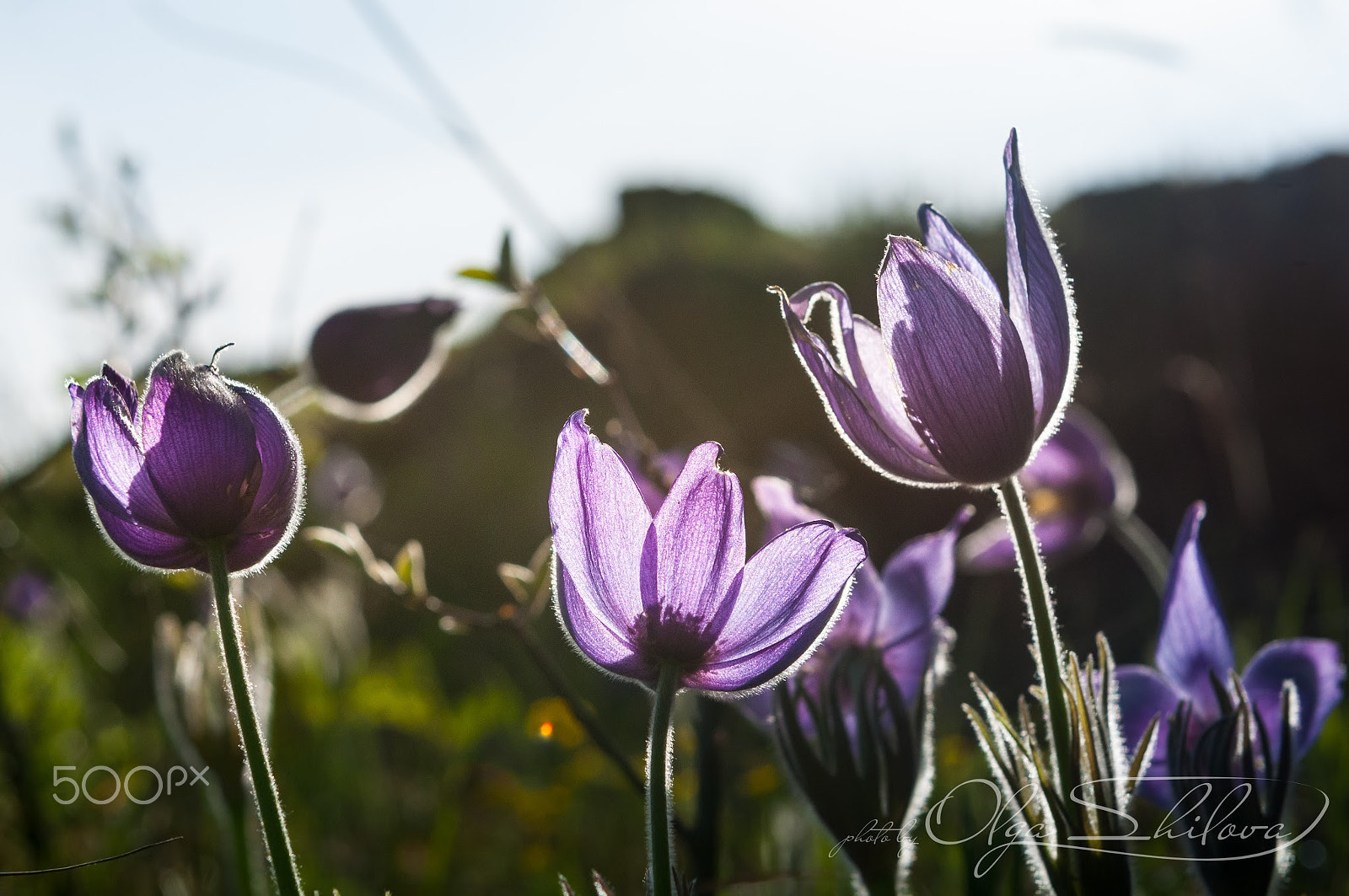 Nikon AF-S Nikkor 24-70mm F2.8G ED sample photo. И к солнцу тянутся... photography