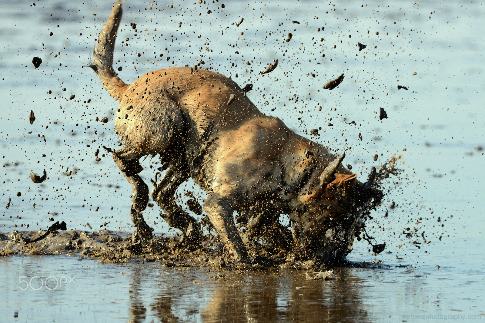 Nikon D800 sample photo. Splash photography