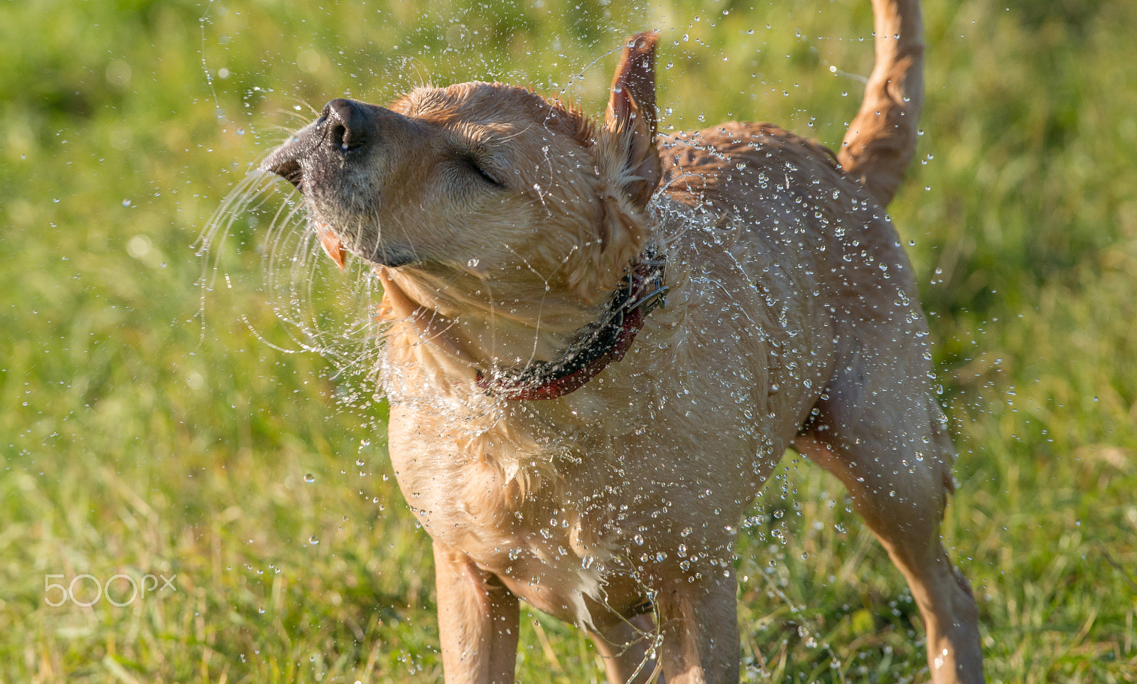 Nikon D800 sample photo. Shake photography