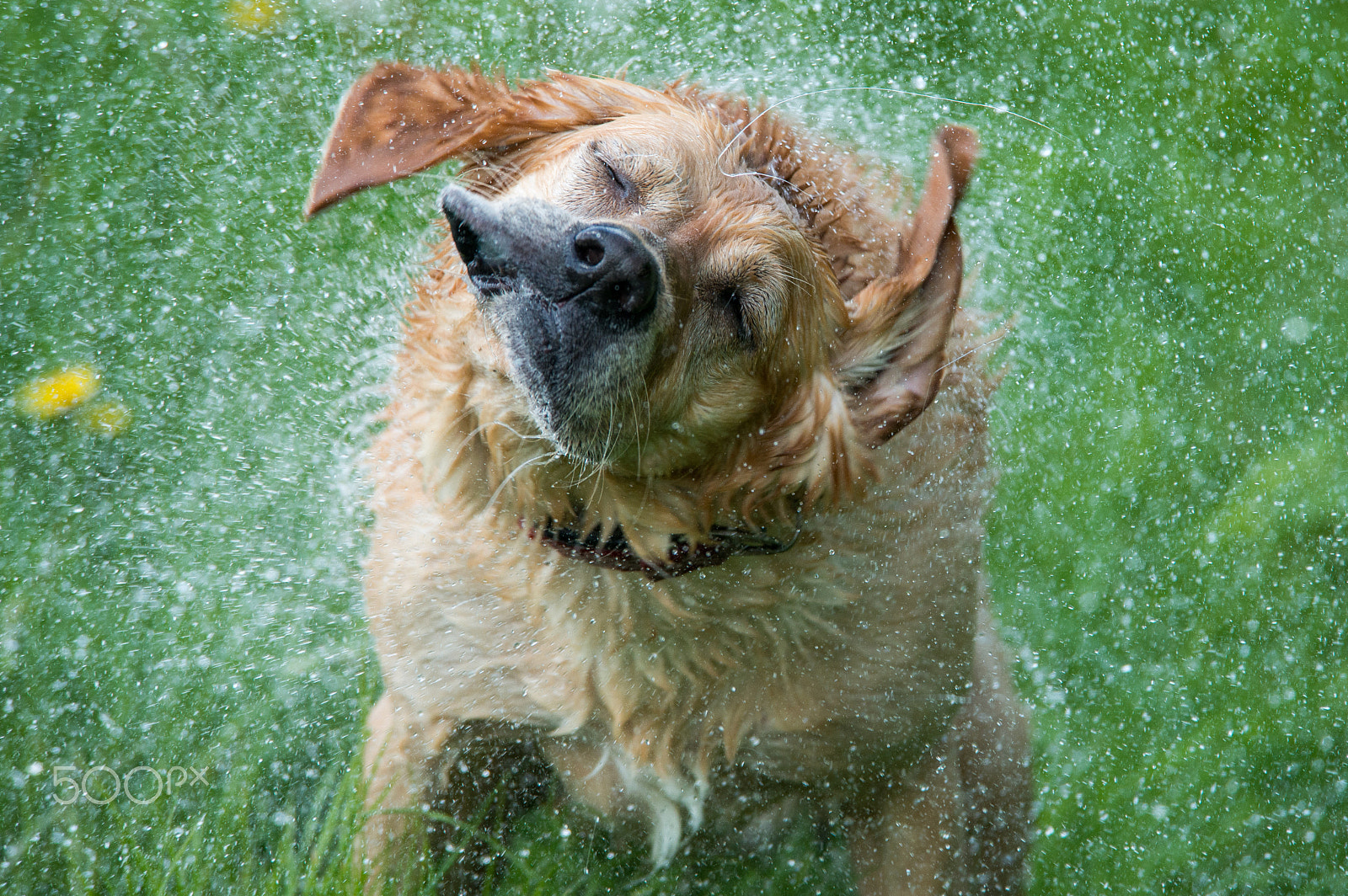 Nikon D800 sample photo. Shake photography