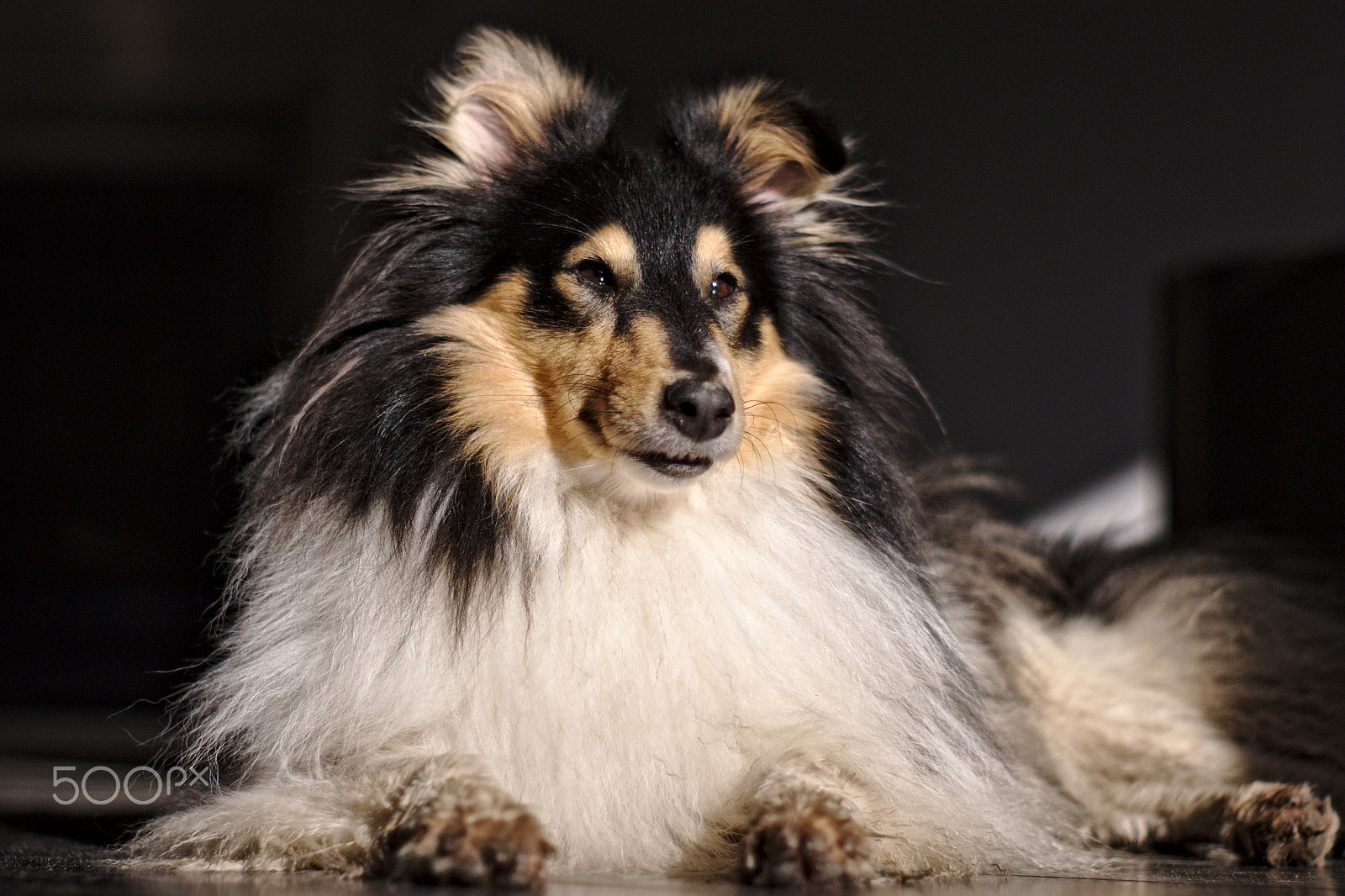 Sony Alpha DSLR-A350 sample photo. Sarah the sheltie photography