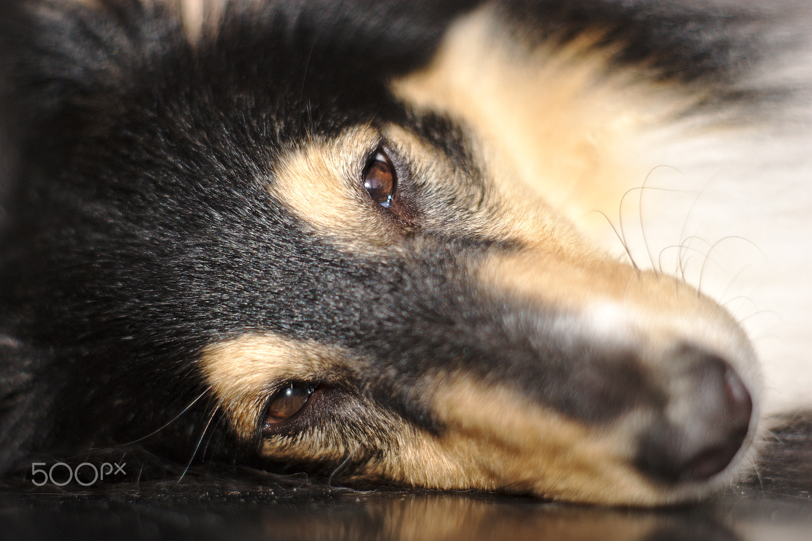 Sony Alpha DSLR-A350 sample photo. Sarah the sheltie photography