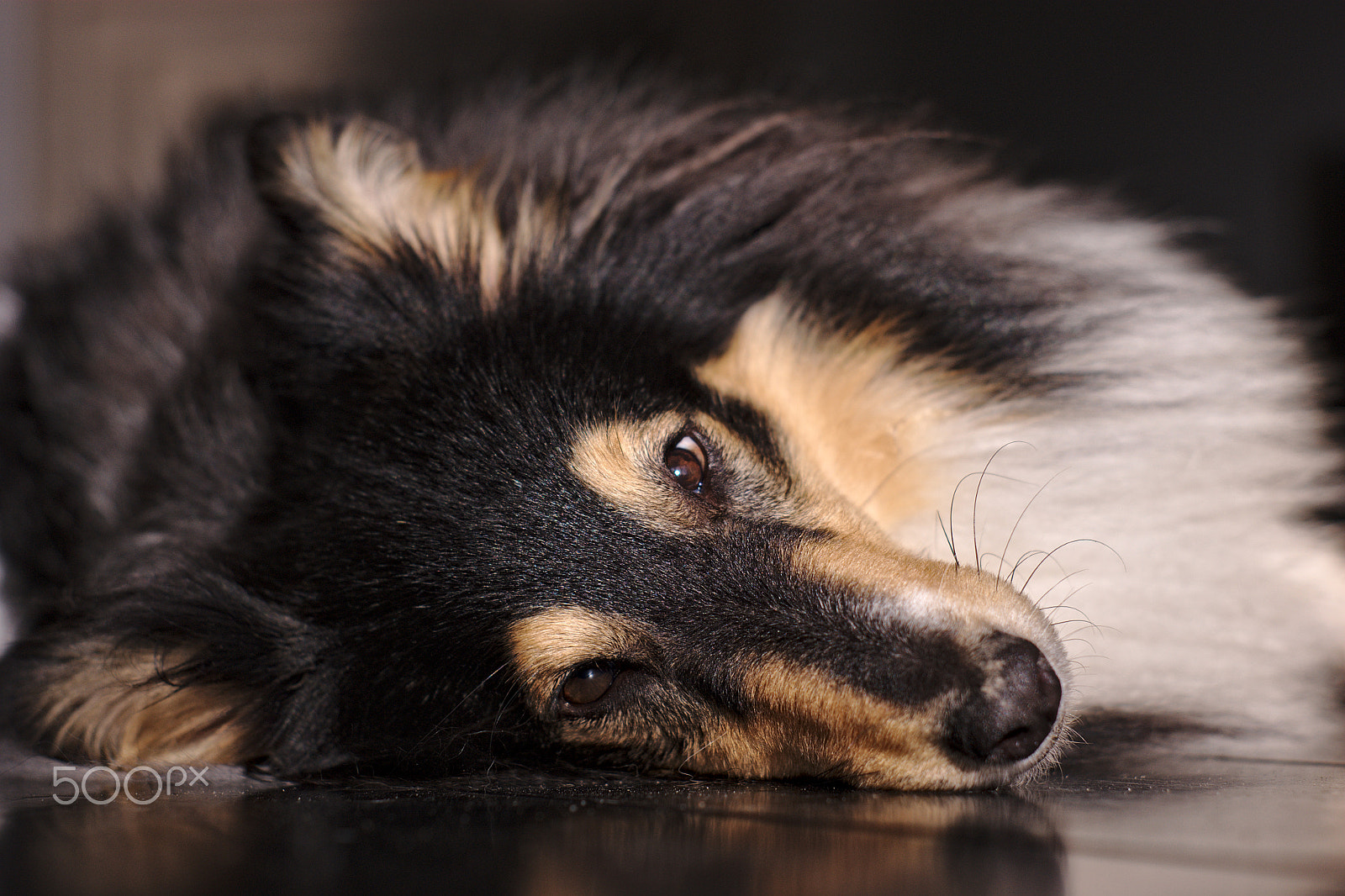 Sony Alpha DSLR-A350 + Minolta AF 50mm F1.7 sample photo. Sarah the sheltie photography