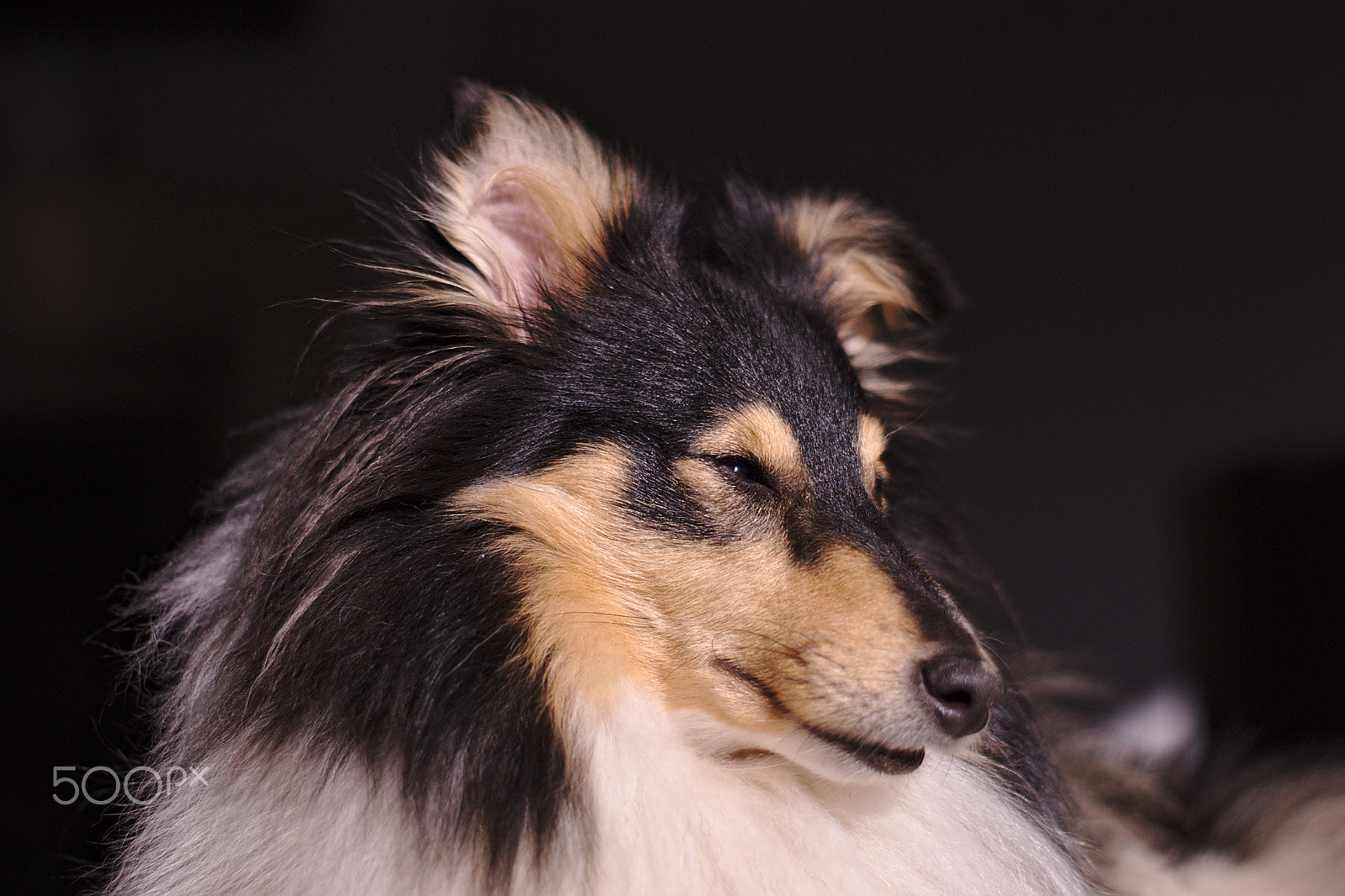 Sony Alpha DSLR-A350 + Minolta AF 50mm F1.7 sample photo. Sarah the sheltie photography