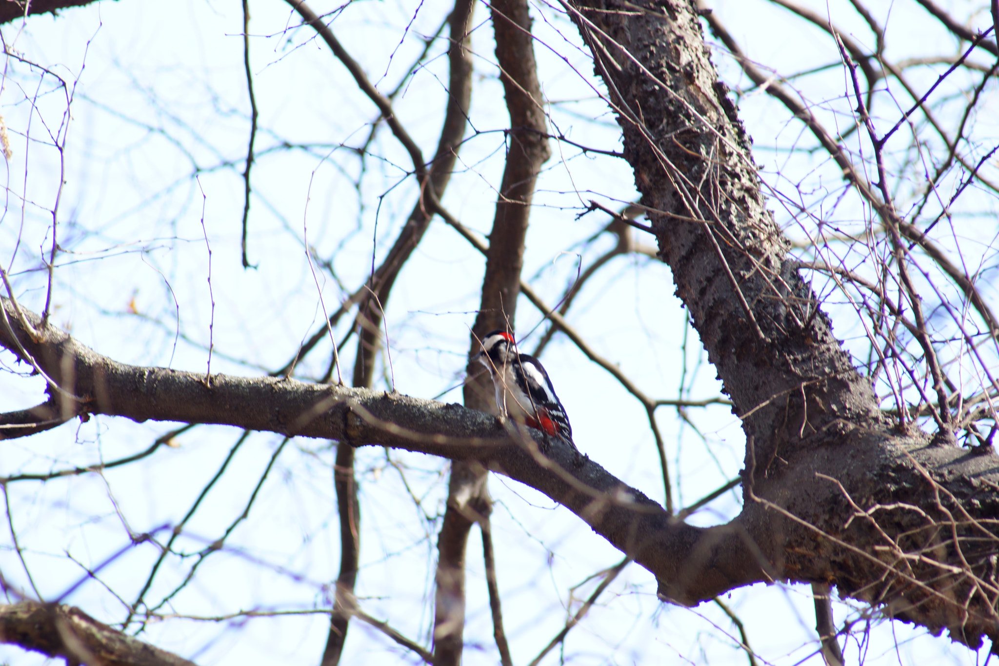 Sony SLT-A65 (SLT-A65V) sample photo. Bird watching  photography