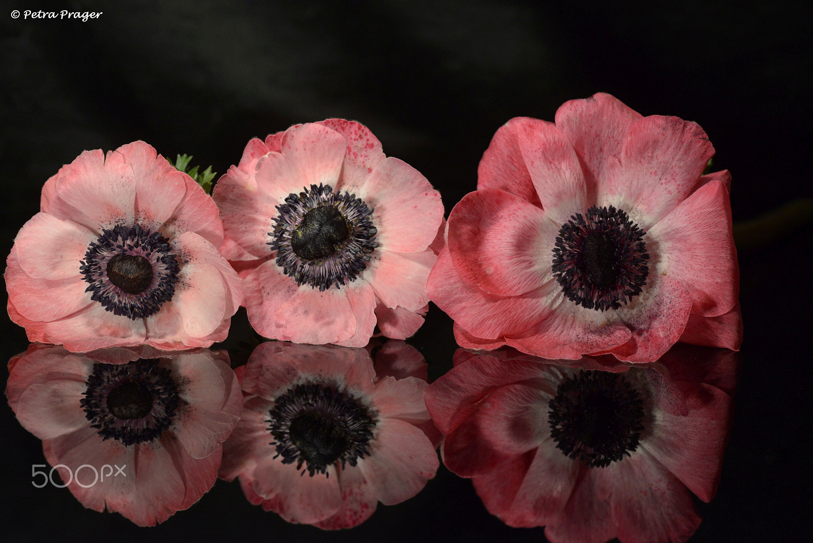 Nikon D800 sample photo. Three blossoms photography
