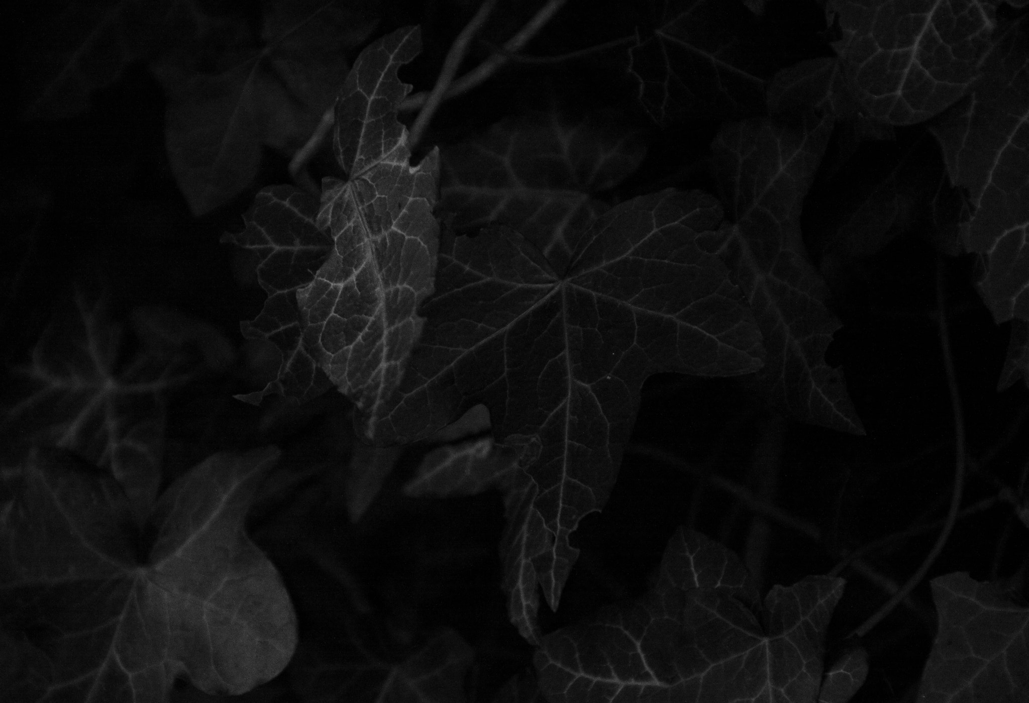 Canon EOS 50D sample photo. Bristol ivy photography