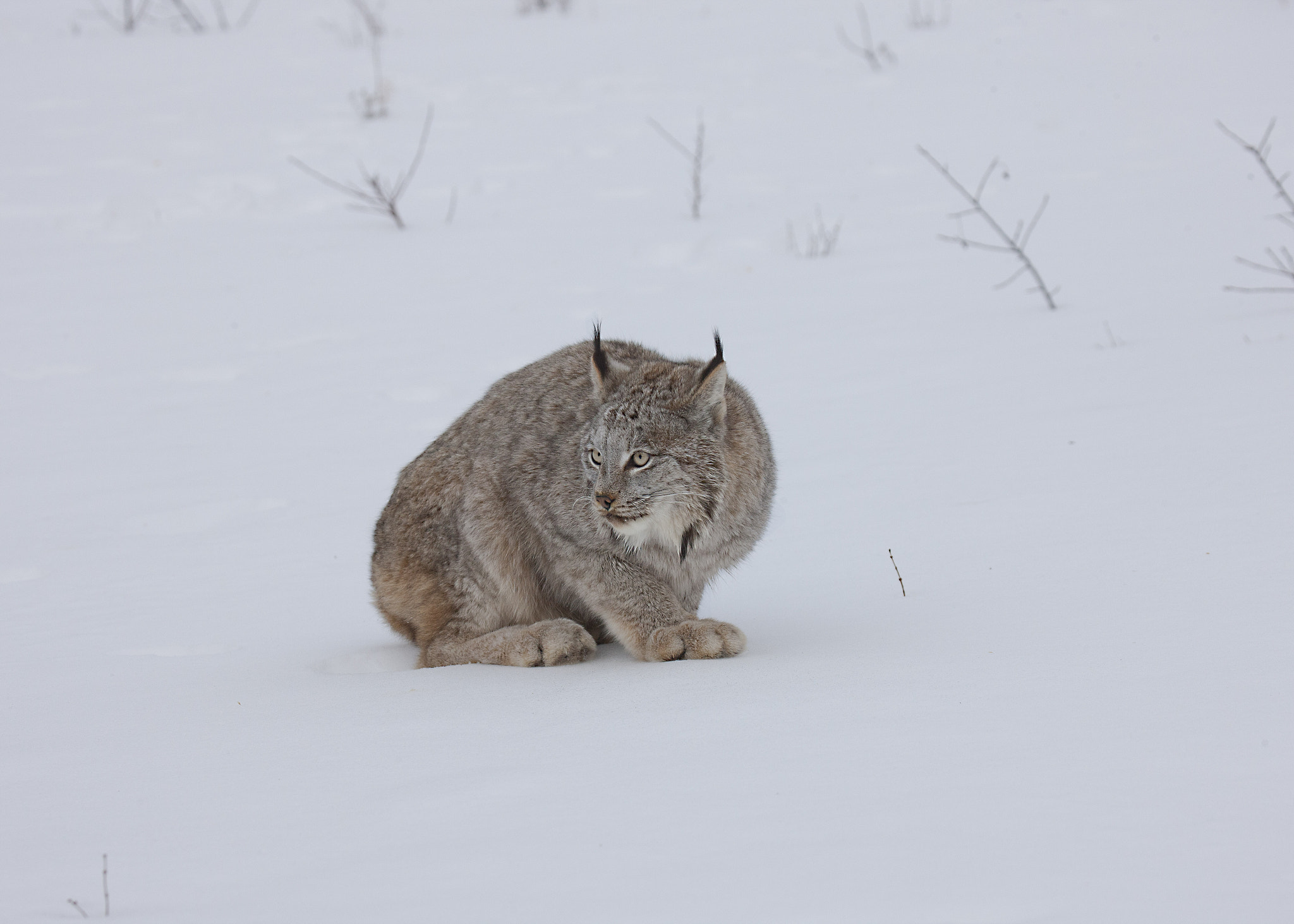 Canon EOS-1Ds Mark III + Canon EF 100-400mm F4.5-5.6L IS USM sample photo. Canadian lynx photography