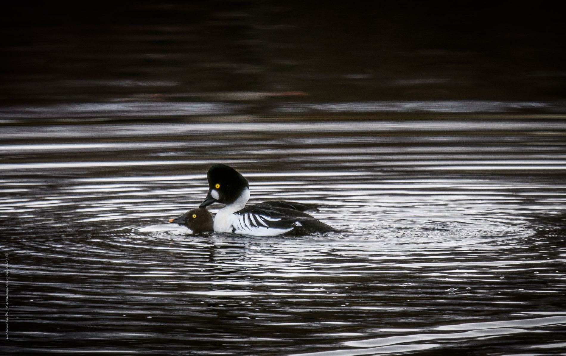 Nikon AF-S Nikkor 400mm F2.8E FL ED VR sample photo. Golden eye ll photography