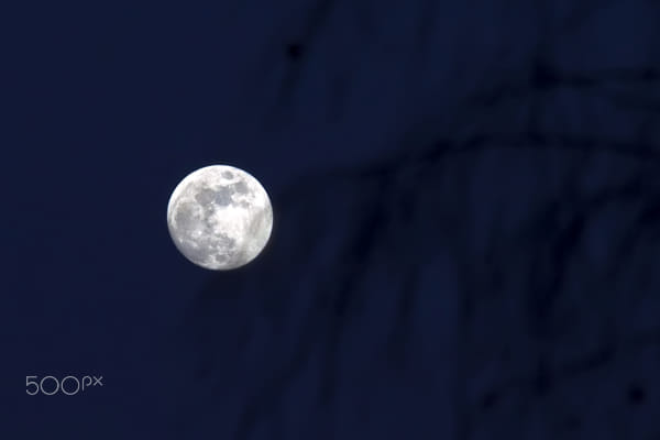 full moon over birch branches by Nick Patrin on 500px.com