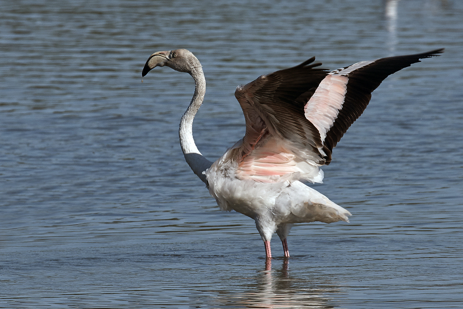 Nikon D810 sample photo. Flamenc photography