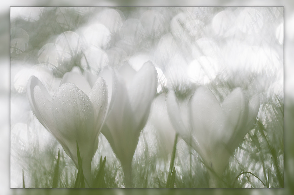 Sigma 150mm F2.8 EX DG OS Macro HSM sample photo. Crocus photography