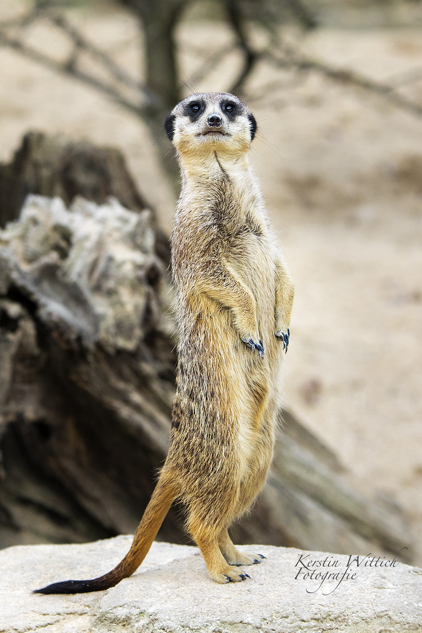 Sigma 70-200mm F2.8 EX DG OS HSM sample photo. Watch out! photography