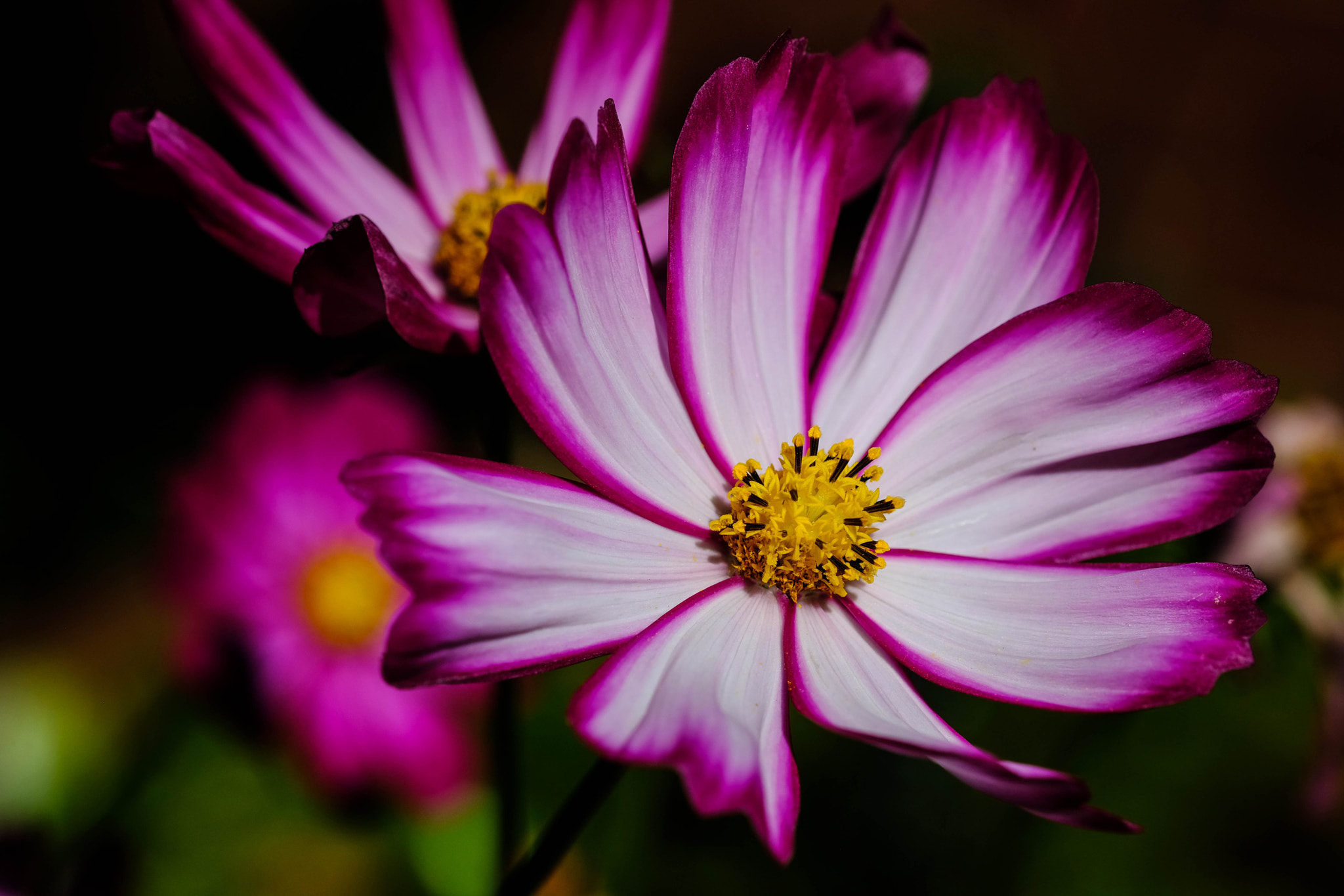 Fujifilm X-Pro2 + Fujifilm XF 60mm F2.4 R Macro sample photo. Pink photography