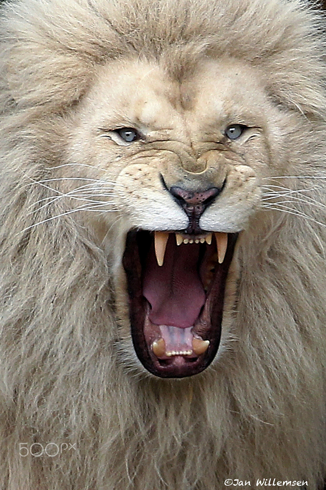 Canon EOS-1D Mark IV + Canon EF 300mm F2.8L IS II USM sample photo. African white lion photography