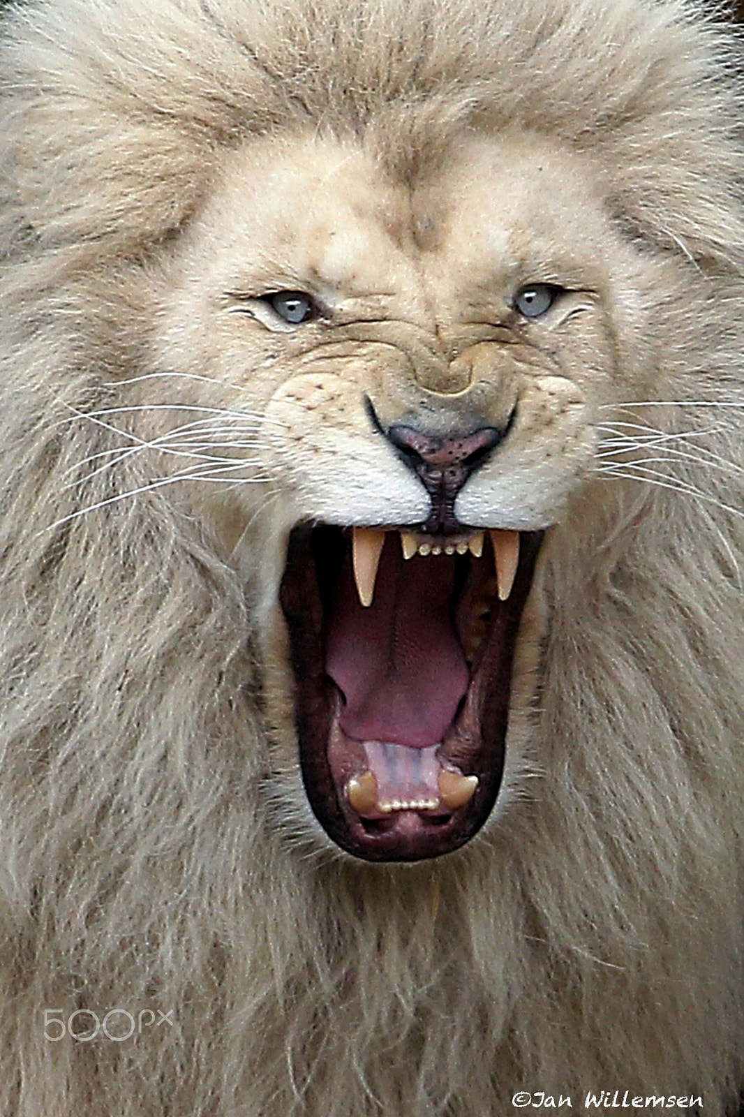 Canon EF 300mm F2.8L IS II USM sample photo. African white lion photography