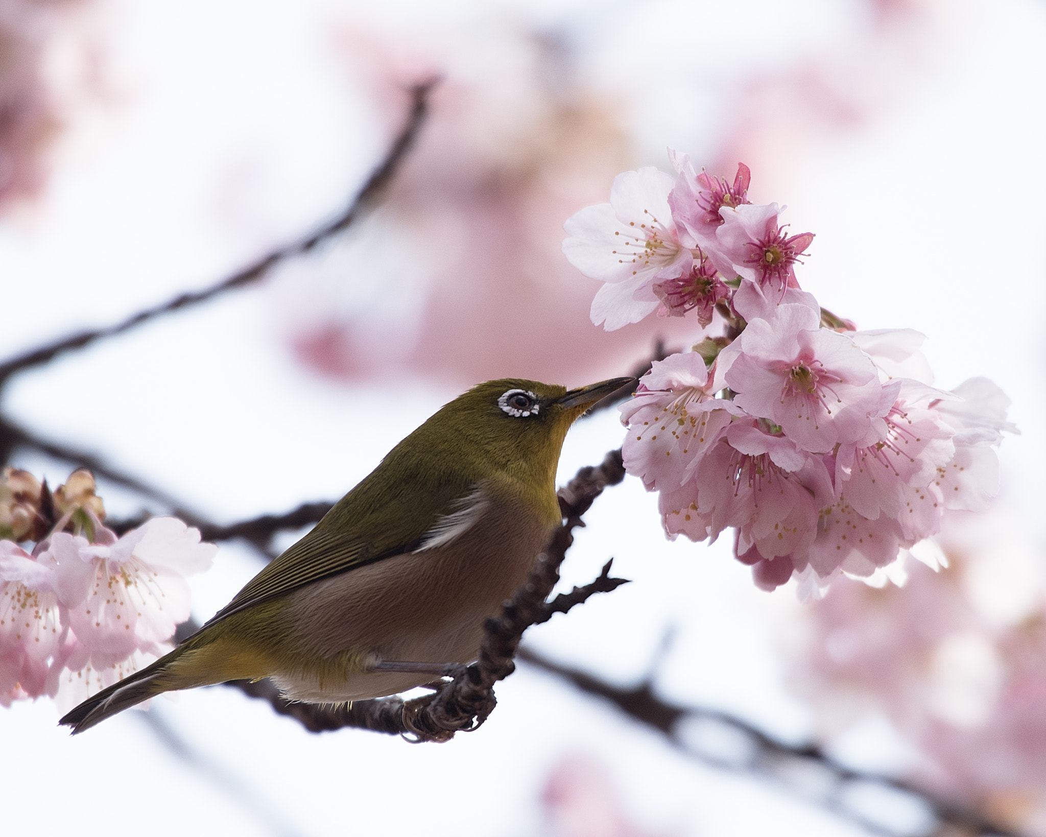 Pentax K-1 + Sigma 50-500mm F4.5-6.3 DG OS HSM sample photo. Nectar sucking photography