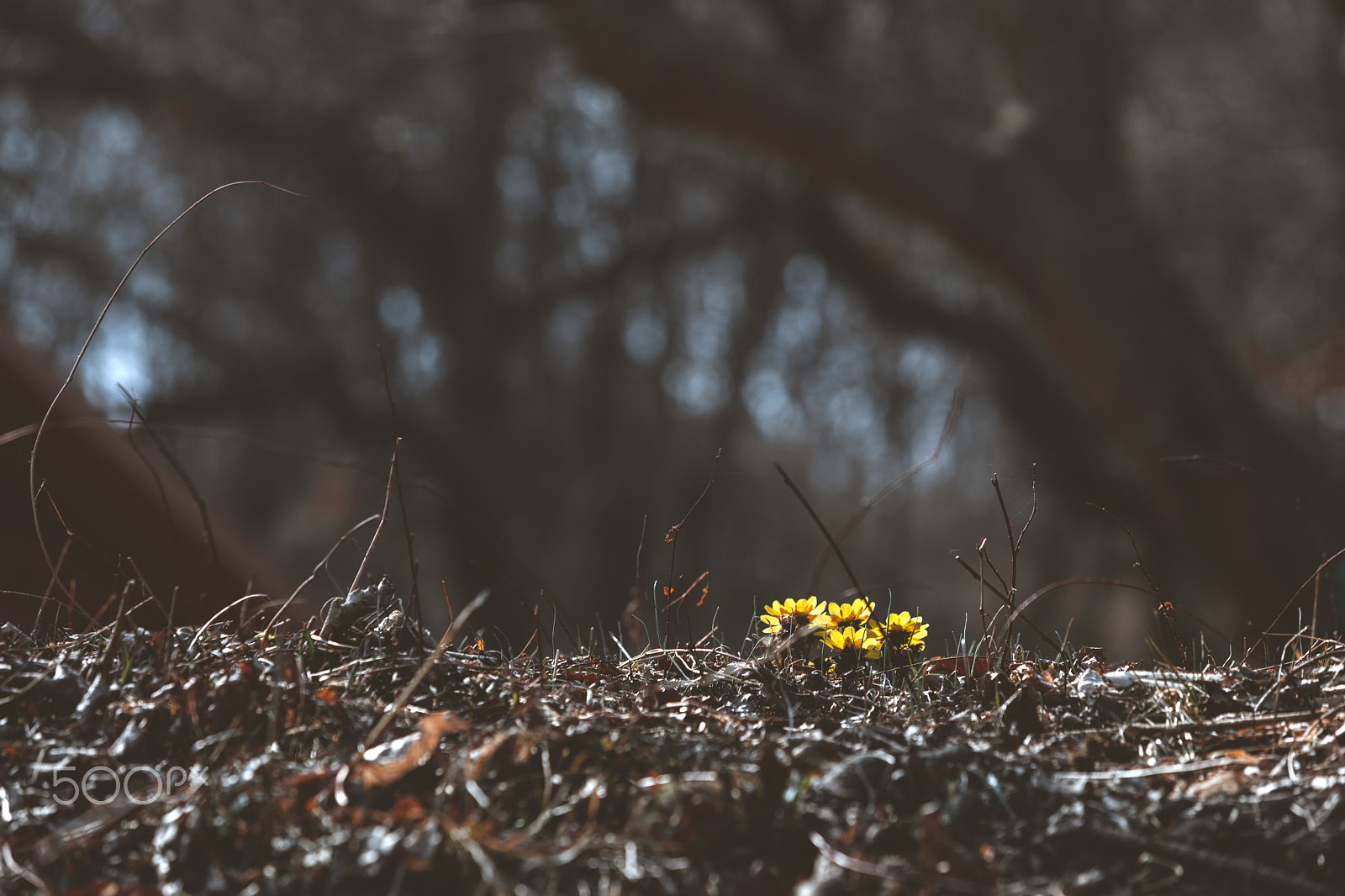 Canon EF 70-200mm F2.8L USM sample photo. Spring has come ! photography